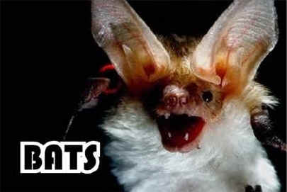 Bat facts and photos