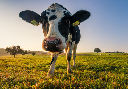 Cow