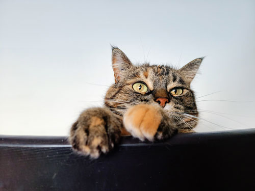 Juicebox the Cat