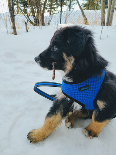 Toast the Border Collie as a puppy