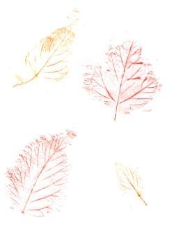 Leaf Rubbings