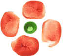 Fingerprint poppy